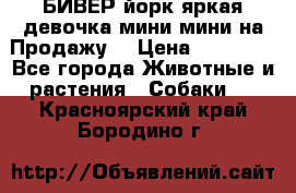 БИВЕР йорк яркая девочка мини мини на Продажу! › Цена ­ 45 000 - Все города Животные и растения » Собаки   . Красноярский край,Бородино г.